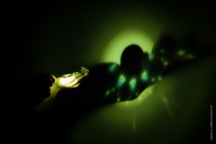 Silviogioia_silviombre_teatro_ombre_mille_e_una_notte_2